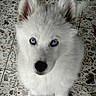 Chinook is registered to the contest to win money with this photo: puppy, dog, white_fur, blue_eyes, pet, animal, cute, looking_up, indoor, tile_floor, young_dog, fluffy, small_dog, adorable, pet_portrait, canine, domestic_animal, fur, eyes, sitting