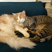 Sherbert And Jake is registered to the contest to win money with this photo: cat, cats, sleeping, cuddle, cozy, feline, pet, domestic_animal, fur, whiskers, tabby, long_hair, orange_and_white, striped, resting, indoor, blanket, close_up, cute, companion