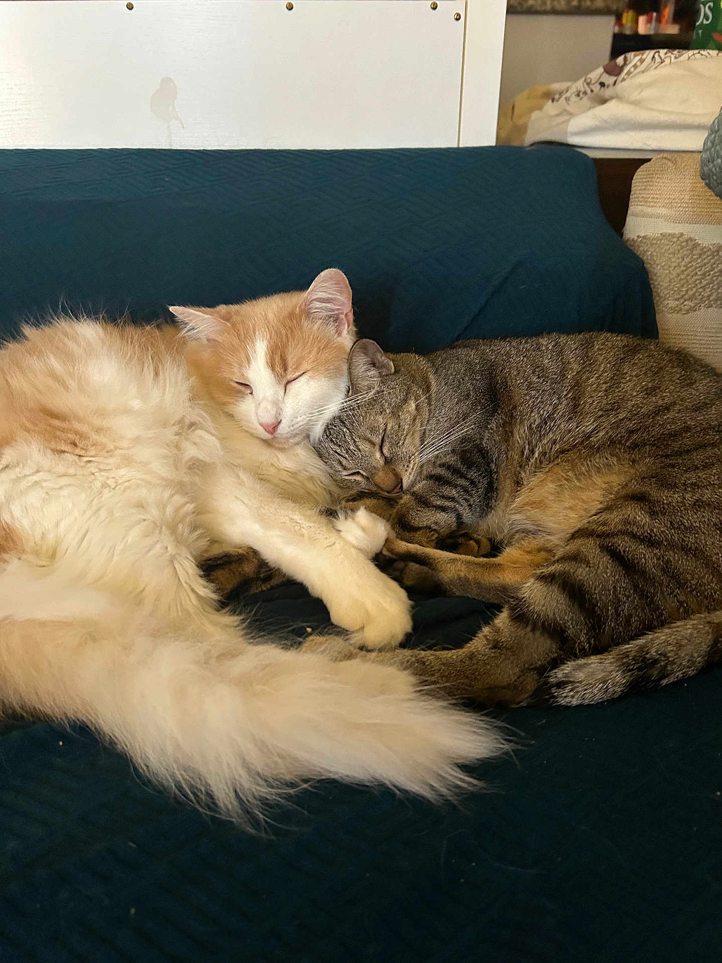 Sherbert And Jake