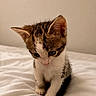 Lily a rejoint le concours — aidez-le/la à gagner de superbes lots ! adorable, animal, bed, black, blanket, brown, cat, cute, ears, fur, indoor, kitten, paws, pet, small, soft, tabby, whiskers, white, young
