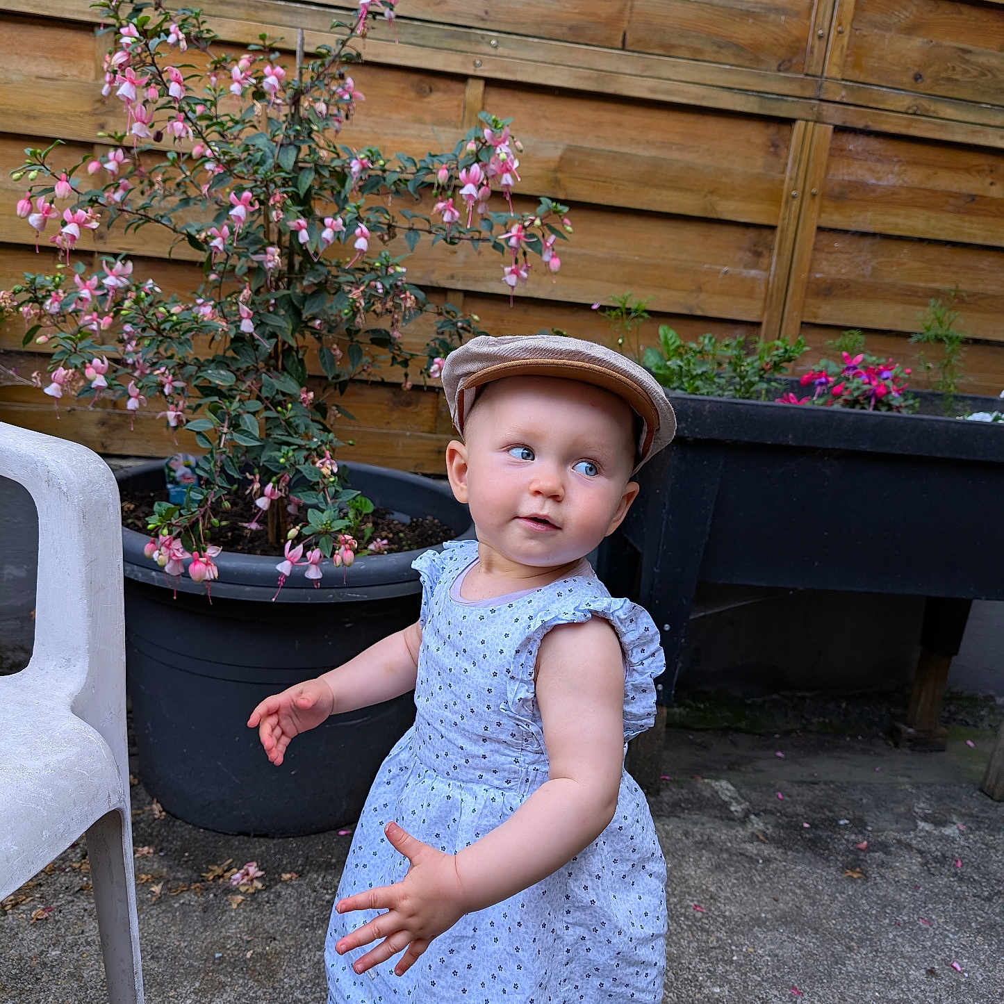 Esmée participe au concours pour gagner de l'argent avec cette photo : cap, chair, child, concrete_floor, curious, cute, daylight, dress, flowers, garden, greenery, outdoor, person, pink_flowers, plant_pot, playful, standing, summer, toddler, wooden_fence