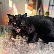 Binx joined the competition — help win amazing prizes! black_cat, cat, pet, animal, feline, mouth_open, whiskers, cushion, texture, indoor, home, relaxed, fur, yellow_eyes, closeup, portrait, resting, cozy, soft_light, blurred_background