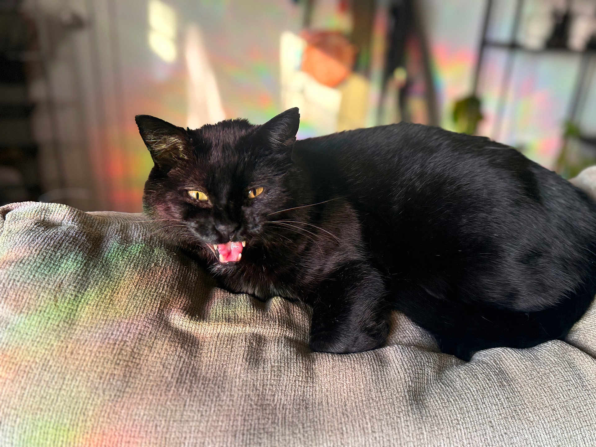 Binx joined the competition — help win amazing prizes! black_cat, cat, pet, animal, feline, mouth_open, whiskers, cushion, texture, indoor, home, relaxed, fur, yellow_eyes, closeup, portrait, resting, cozy, soft_light, blurred_background