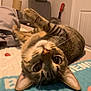 Cookie is registered to the contest to win money with this photo: animal, bed, cat, chair, cozy, curious, ears, eyes, fur, furniture, guitar, home, indoor, lamp, pet, relaxed, sleepy, tabby, upside_down, whiskers