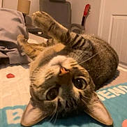Cookie is registered to the contest to win money with this photo: animal, bed, cat, chair, cozy, curious, ears, eyes, fur, furniture, guitar, home, indoor, lamp, pet, relaxed, sleepy, tabby, upside_down, whiskers