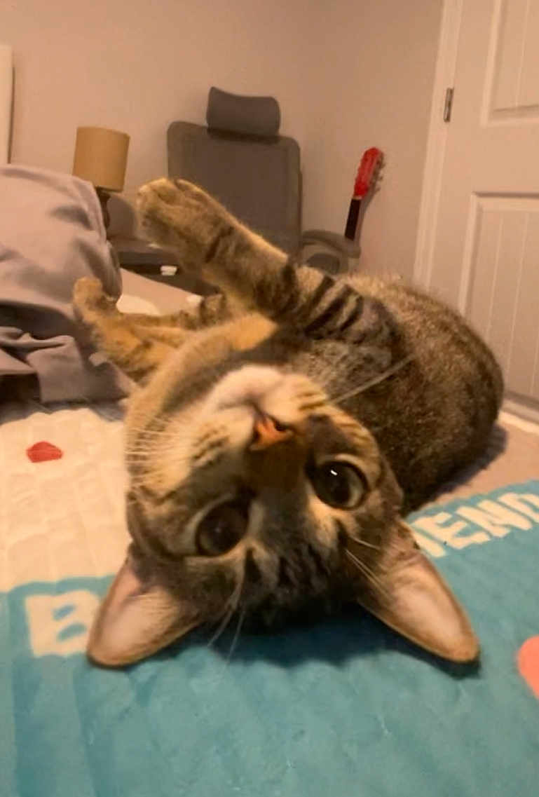 Cookie is registered to the contest to win money with this photo: animal, bed, cat, chair, cozy, curious, ears, eyes, fur, furniture, guitar, home, indoor, lamp, pet, relaxed, sleepy, tabby, upside_down, whiskers