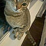 Cookie is registered to the contest to win money with this photo: animal, cat, closeup, curious, cute, domestic, ears, face, feline, home, indoor, looking, night, pet, striped, tabby, tail, whiskers, window, windowsill