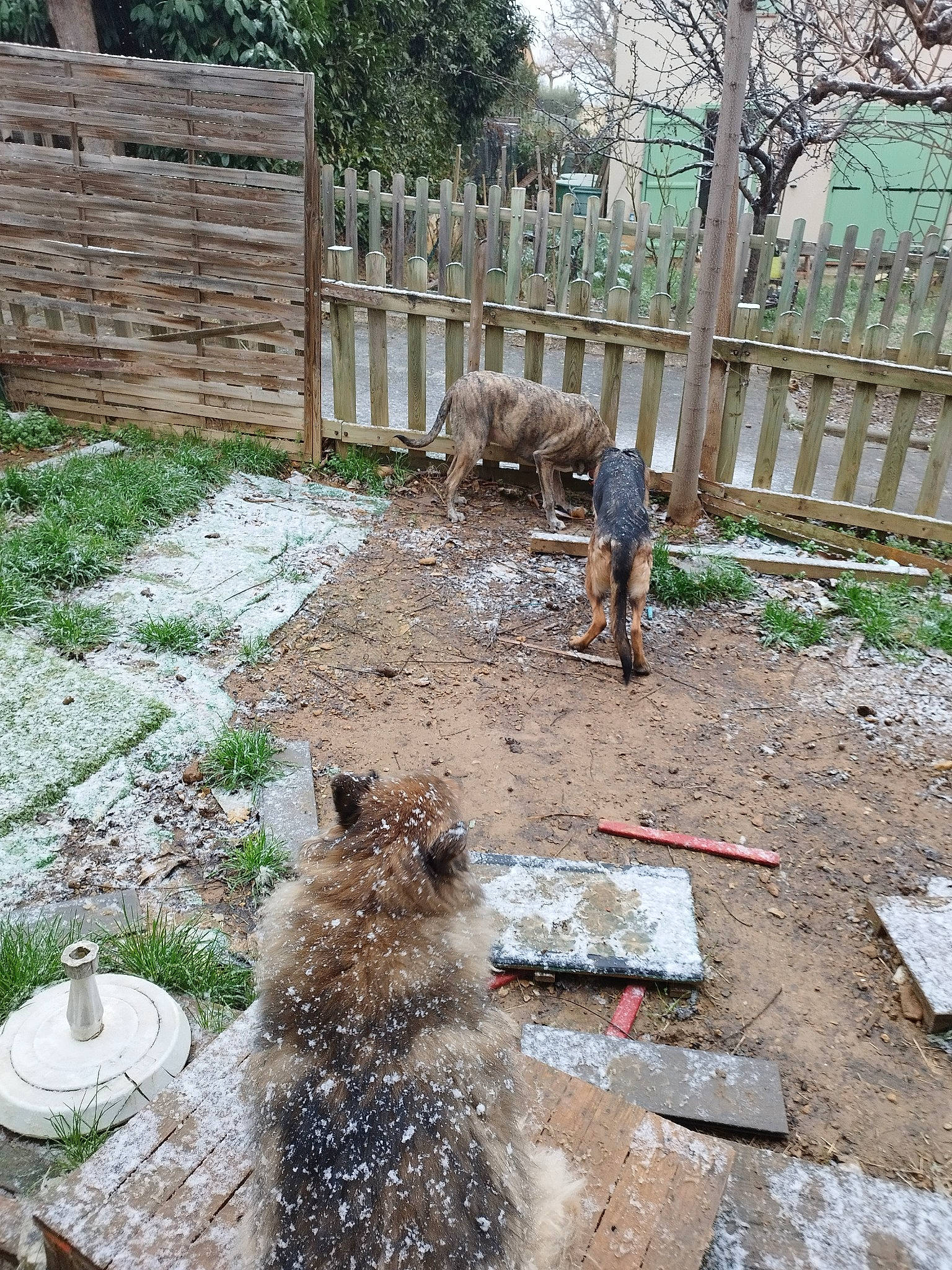 Emir participe au concours pour gagner de l'argent avec cette photo : fawn, fence, fur, garden, grass, groundcover, home_fencing, landscape, landscaping, plant, recreation, road_surface, soil, sporting_group, table, tableware, terrestrial_animal, tree, wood, yard