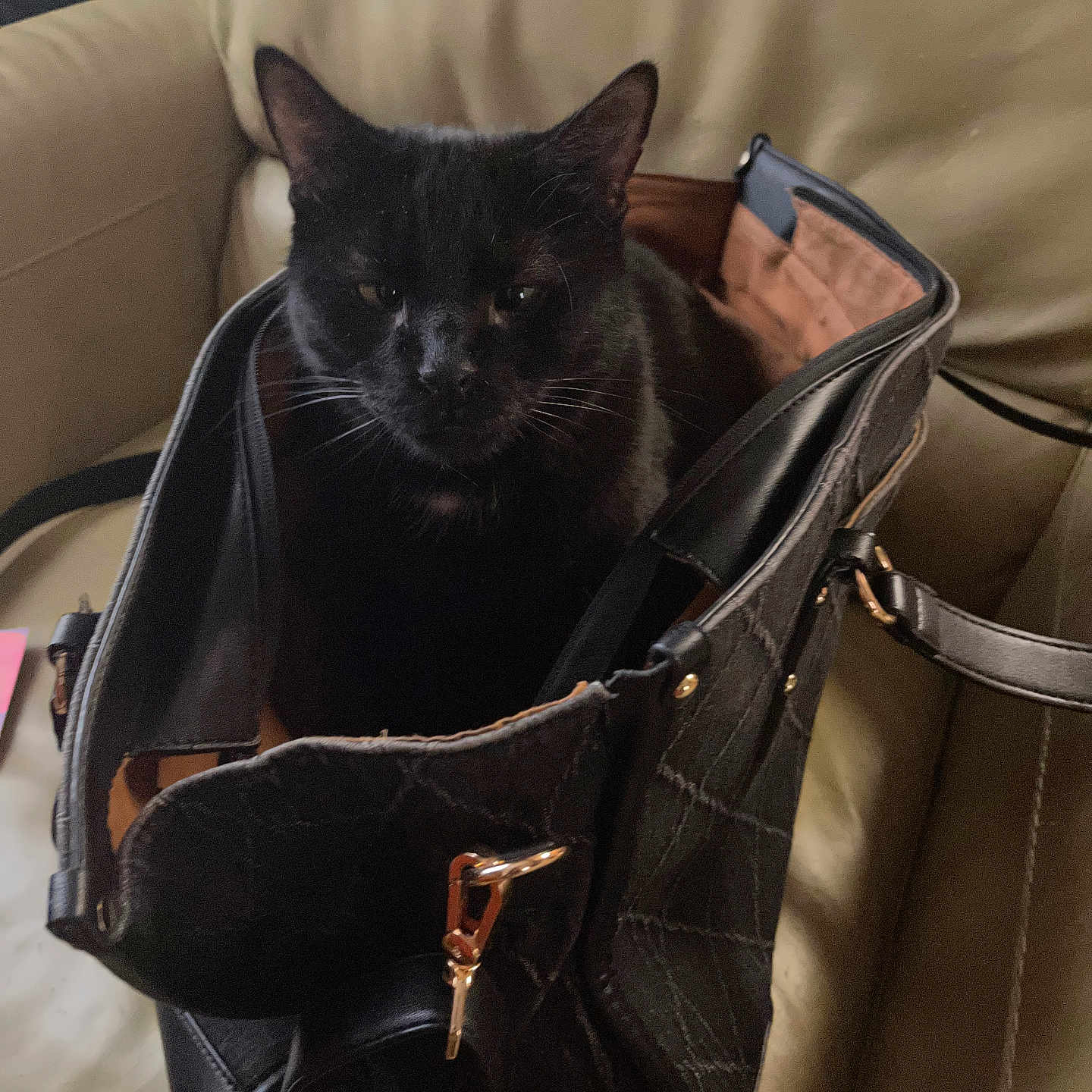 Minnie is registered to the contest to win money with this photo: animal, black, black_cat, cat, closeup, cozy, curious, domestic, ears, face, feline, fur, handbag, indoor, leather_chair, pet, purse, sitting, soft_light, whiskers