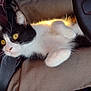 backlighting, car_interior, cat, close_up, cozy, curled_paws, fur, lying_down, nose, paw, pet, portrait, relaxed, seat, seatbelt, steering_wheel, sunlight, tuxedo_cat, whiskers, yellow_eyes