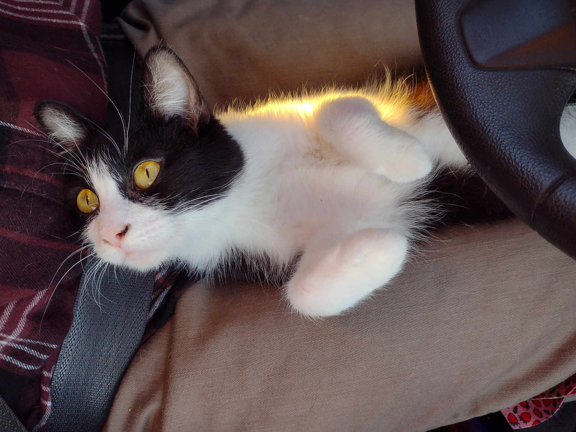 Olive joined the competition — help win amazing prizes! backlighting, car_interior, cat, close_up, cozy, curled_paws, fur, lying_down, nose, paw, pet, portrait, relaxed, seat, seatbelt, steering_wheel, sunlight, tuxedo_cat, whiskers, yellow_eyes