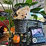 basket, black, cute, decorative, dog_statue, fall_decor, holiday, indoor, leaf, office, pet, plant, portrait, pumpkin, puppy, sign, table, tiara, white_fur, window