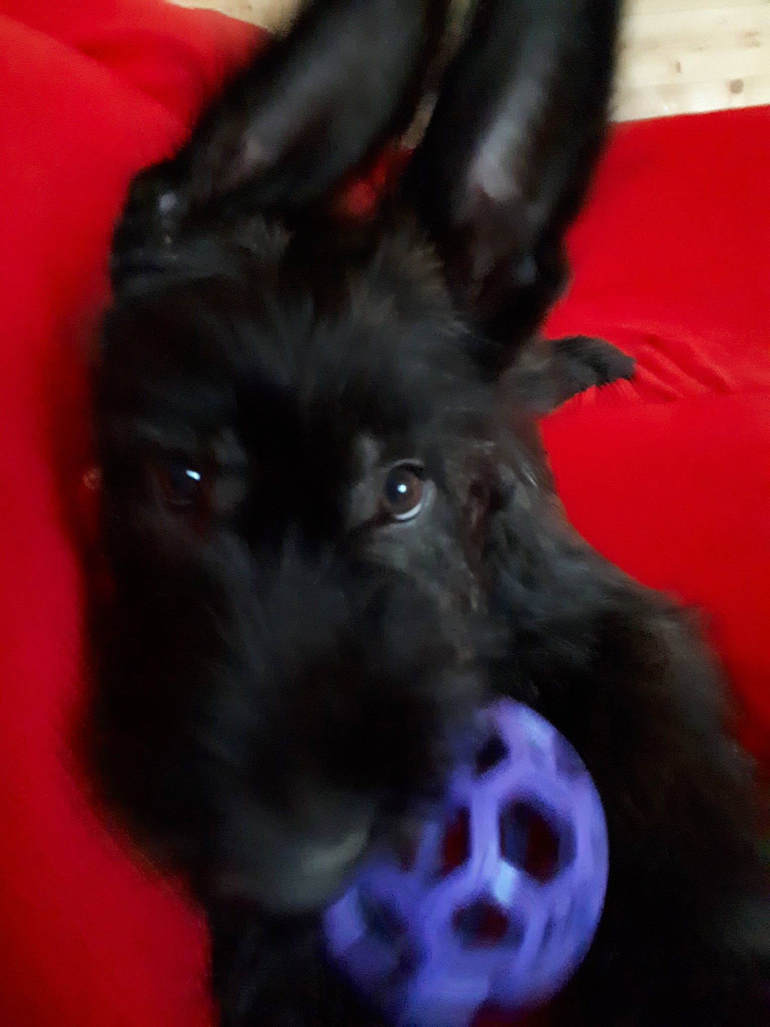 Pollux participe au concours pour gagner de l'argent avec cette photo : black, canidae, carnivore, dog, dog_breed, mammal, miniature_schnauzer, puppy, scottish_terrier, snout, sporting_group, terrier, vertebrate