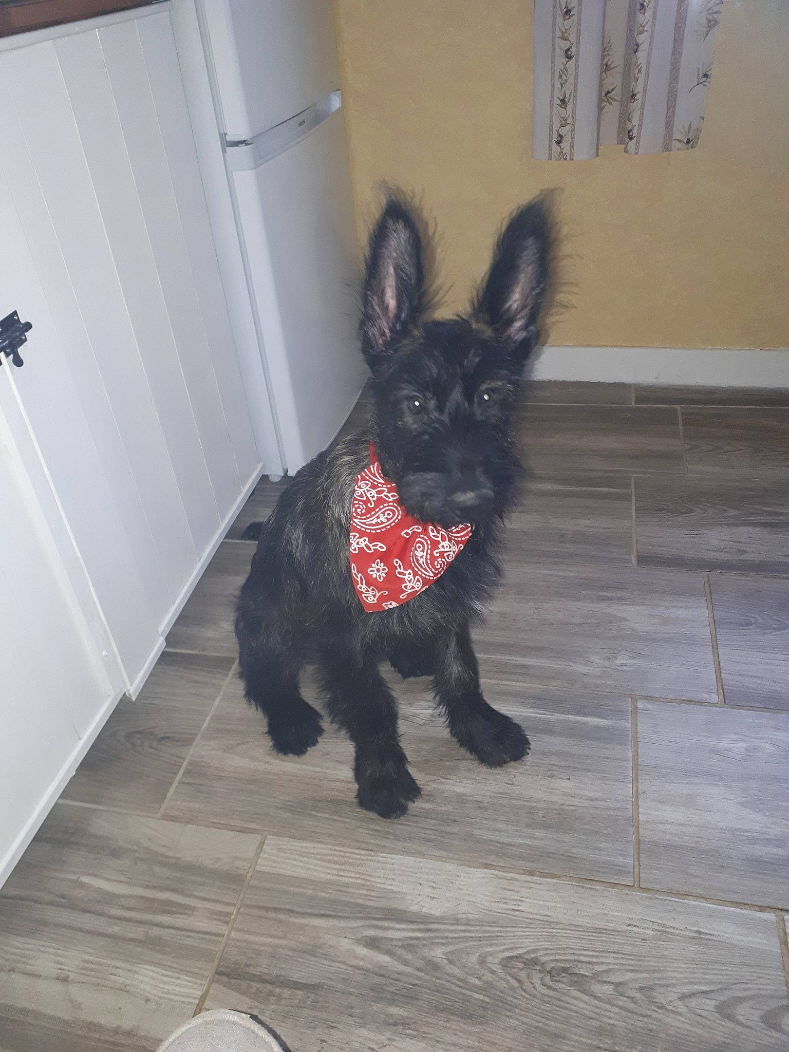 Pollux participe au concours pour gagner de l'argent avec cette photo : canidae, carnivore, companion_dog, dog, dog_breed, ear, fawn, french_bulldog, mammal, non_sporting_group, snout, sporting_group, tail