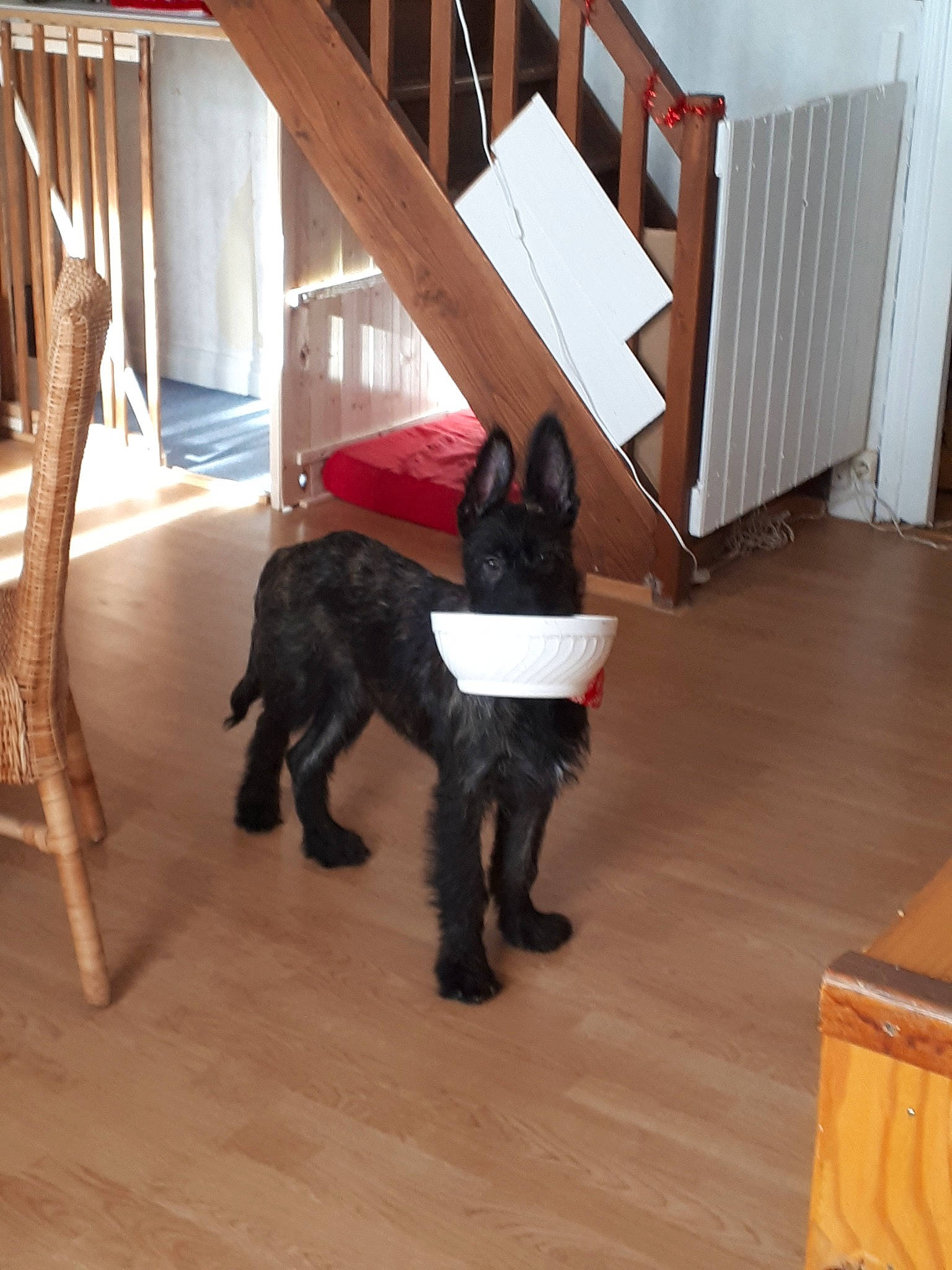 Pollux a rejoint le concours — aidez-le/la à gagner de superbes lots ! canidae, carnivore, dog, dog_breed, floor, flooring, guard_dog, hardwood, mammal, non_sporting_group, sporting_group, tail, vertebrate