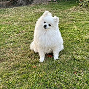 Diamond participe au concours pour gagner de l'argent avec cette photo : dog, pomeranian, white_fur, fluffy, grass, garden, outdoor, pet, cute, small_dog, animal, sitting, head_tilt, nature, greenery, rock, daylight, fur, portrait, adorable