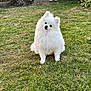 dog, pomeranian, white_fur, fluffy, grass, garden, outdoor, pet, cute, small_dog, animal, sitting, head_tilt, nature, greenery, rock, daylight, fur, portrait, adorable