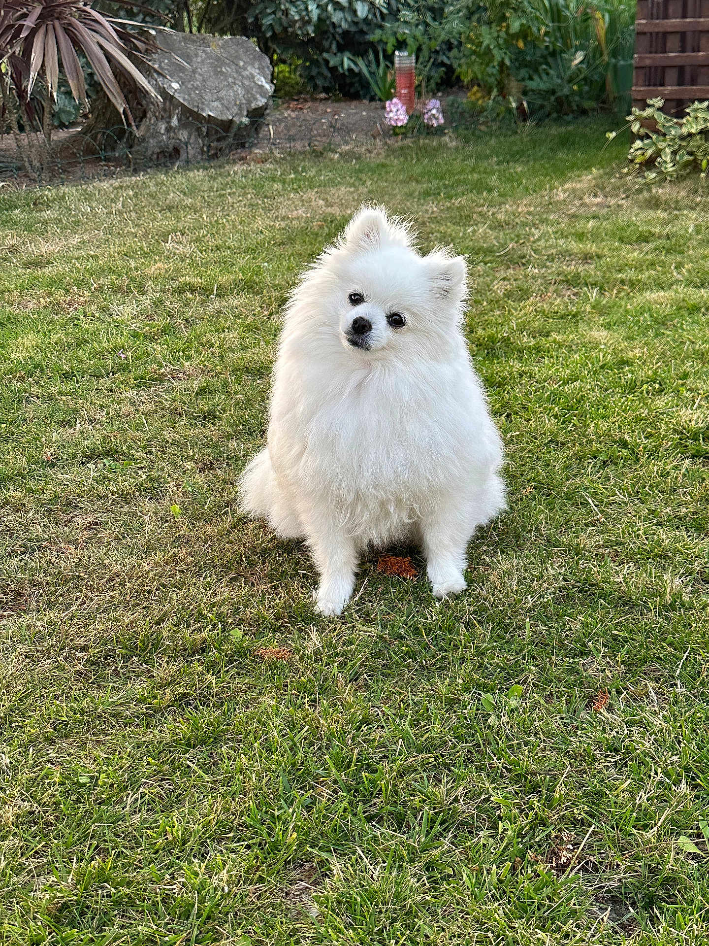 Diamond participe au concours pour gagner de l'argent avec cette photo : dog, pomeranian, white_fur, fluffy, grass, garden, outdoor, pet, cute, small_dog, animal, sitting, head_tilt, nature, greenery, rock, daylight, fur, portrait, adorable