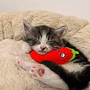 Yumi a rejoint le concours — aidez-le/la à gagner de superbes lots ! kitten, sleeping, plush_toy, red, white, black, fur, paw, pet, cute, cozy, soft, animal, resting, indoors, closeup, toy, sleep, cat, nap