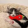 kitten, sleeping, plush_toy, red, white, black, fur, paw, pet, cute, cozy, soft, animal, resting, indoors, closeup, toy, sleep, cat, nap
