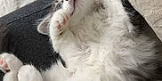 Yumi a rejoint le concours — aidez-le/la à gagner de superbes lots ! kitten, cat, sleeping, fluffy, white, gray, paws, cozy, blanket, fur, pet, resting, cute, animal, indoor, relaxed, soft, adorable, nap, comfort