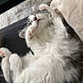 kitten, cat, sleeping, fluffy, white, gray, paws, cozy, blanket, fur, pet, resting, cute, animal, indoor, relaxed, soft, adorable, nap, comfort