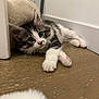 Yumi participe au concours pour gagner de l'argent avec cette photo : kitten, cat, pet, indoor, floor, wooden_floor, white_wall, curious, furry, paw, young, animal, cute, whiskers, playful, resting, closeup, domestic, tabby, striped