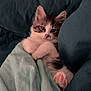 Yumi a rejoint le concours — aidez-le/la à gagner de superbes lots ! kitten, cat, pet, blanket, paw, fur, cute, cozy, sleepy, indoors, resting, comfort, young, animal, domestic, feline, pink_paw, soft, relaxed, bed