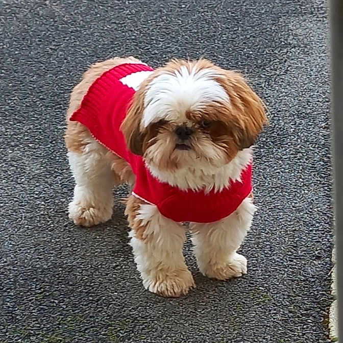 Caramel a rejoint le concours — aidez-le/la à gagner de superbes lots ! accessories, affenpinscher, animal, canine, city, clothing, coat, dog, person, pet, poodle, puppy, road, strap, street, terrier, urban, vest, walkingdog, whitedog