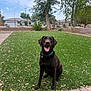 animal, backyard, canine, chocolate_labrador, collar, daytime, dog, fence, grass, happy, labrador, leaves, outdoor, paved_path, pet, sitting, sky, tongue_out, tree, yard