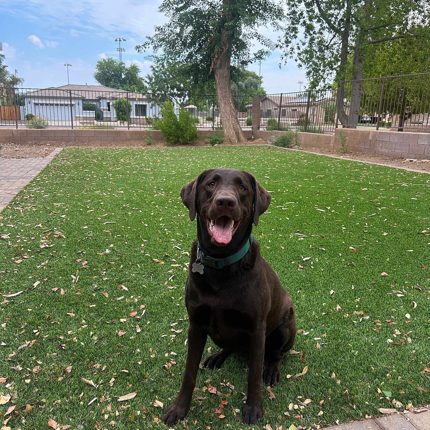 Olive Rana is registered to the contest to win money with this photo: animal, backyard, canine, chocolate_labrador, collar, daytime, dog, fence, grass, happy, labrador, leaves, outdoor, paved_path, pet, sitting, sky, tongue_out, tree, yard