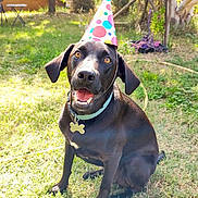 Benco a rejoint le concours — aidez-le/la à gagner de superbes lots ! dog, black_dog, party_hat, grass, outdoor, sunlight, happy, pet, collar, tag, smiling, sitting, backyard, nature, animal, playful, holiday, celebration, cute, friendly