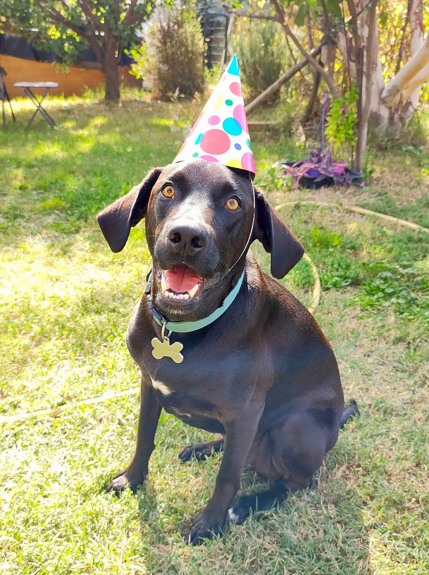 Benco a rejoint le concours — aidez-le/la à gagner de superbes lots ! dog, black_dog, party_hat, grass, outdoor, sunlight, happy, pet, collar, tag, smiling, sitting, backyard, nature, animal, playful, holiday, celebration, cute, friendly