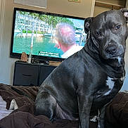 Halo is registered to the contest to win money with this photo: bed, blanket, brown_blanket, close_up, dog, doorway, dresser, furniture, human_head, indoor, living_room, pet, pitbull, portrait, staring, subtitles, television, tv_screen, wall_art, whiteboard