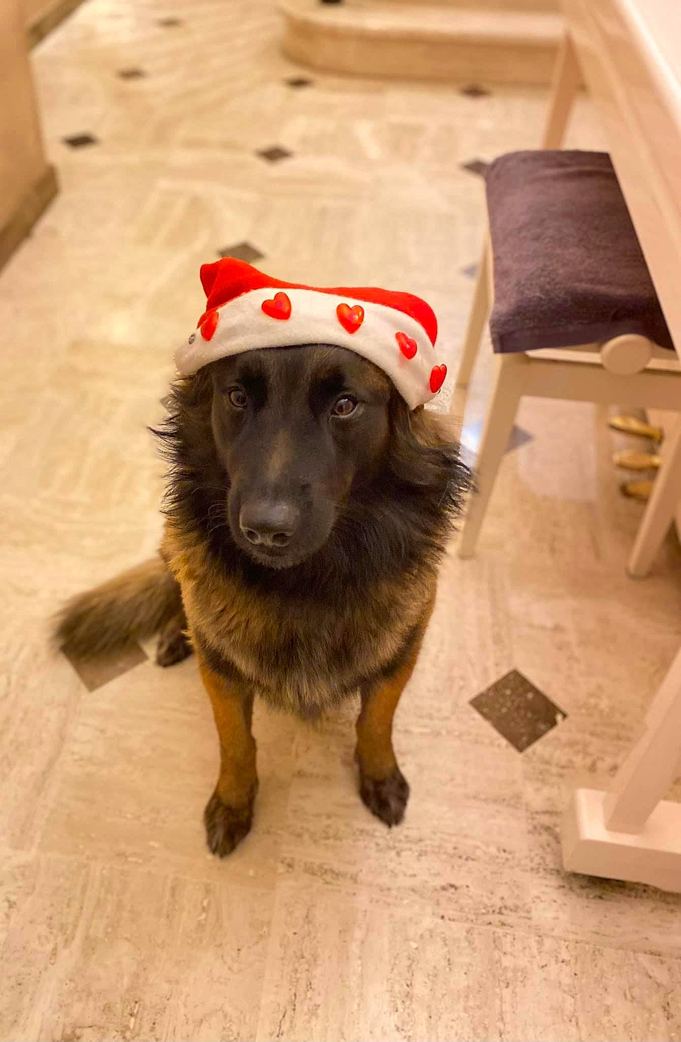 Ricky participe au concours pour gagner de l'argent avec cette photo : canidae, carnivore, chair, collar, companion_dog, dog, dog_breed, floor, flooring, fur, guard_dog, hardwood, snout, sporting_group, whiskers, wood, working_animal, working_dog