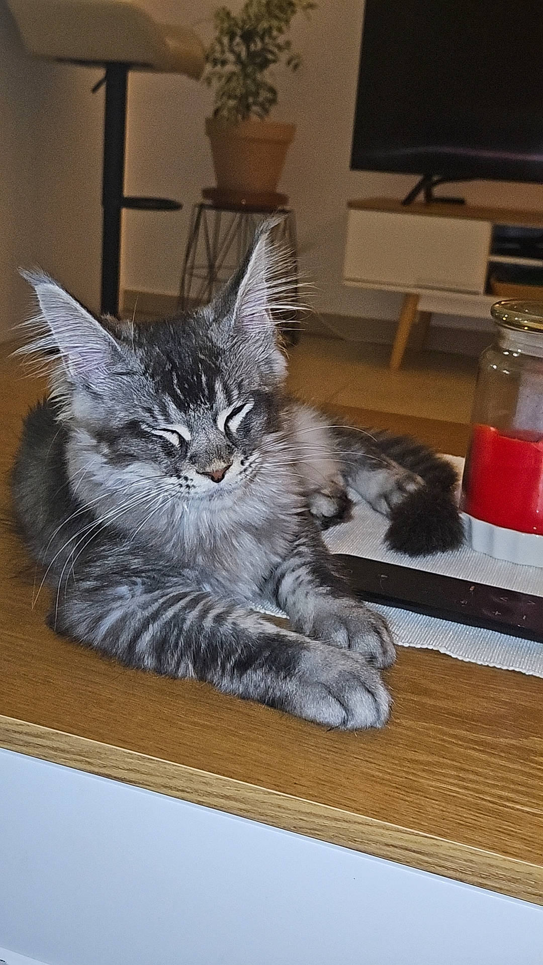 Ulk participe au concours pour gagner de l'argent avec cette photo : carnivore, cat, claw, domestic_short_haired_cat, felidae, flowerpot, fur, grey, houseplant, mammal, paw, picture_frame, plant, salt_and_pepper_shakers, small_to_medium_sized_cats, tail, vertebrate, whiskers, window, wood