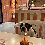 Lucas joined the competition — help win amazing prizes! dog, cupcake, candle, table, chair, indoor, birthday, waiting, black_and_white, pet, food, celebration, decor, gaze, cute, small_dog, lighting, kitchen, tile_wall, plastic_chair