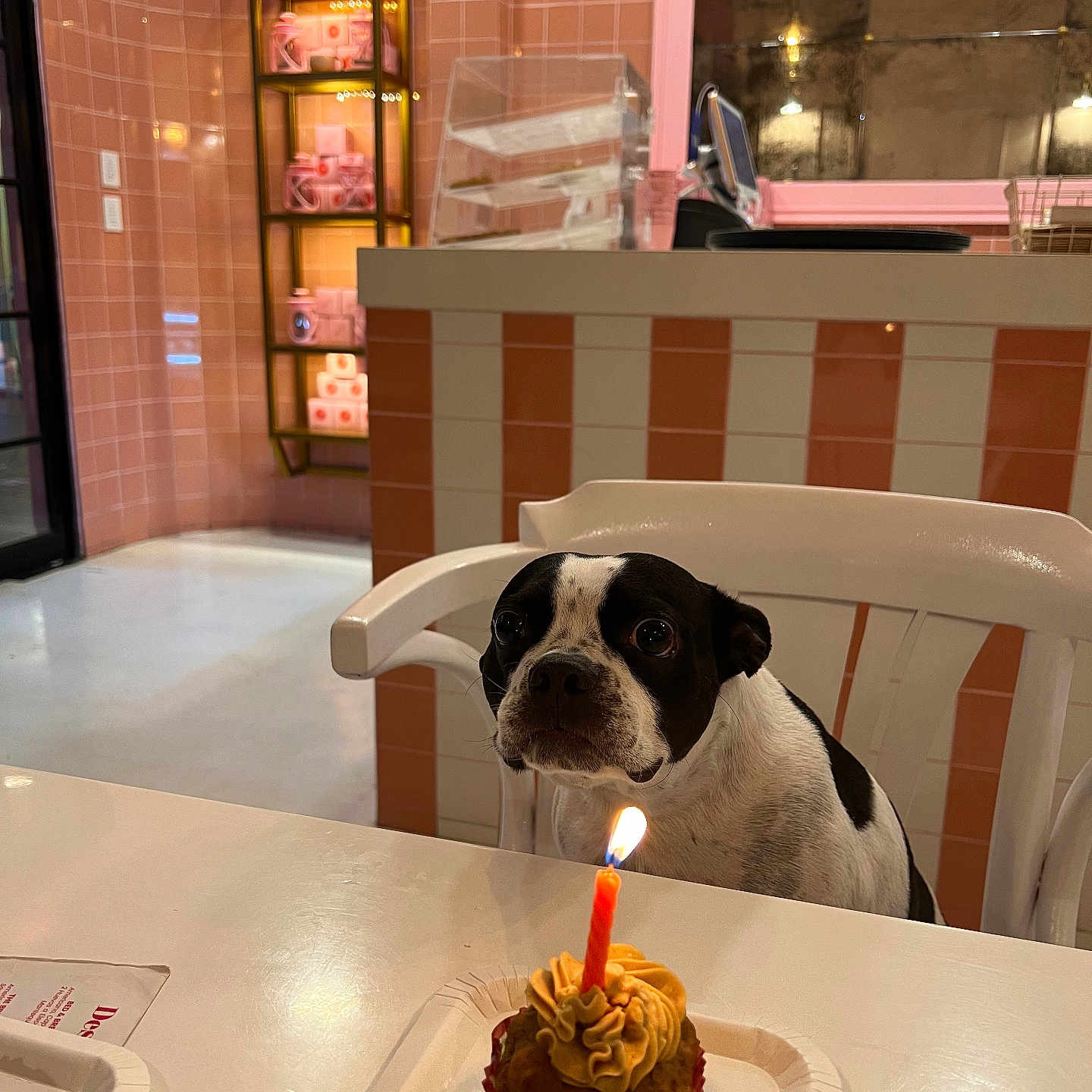 Lucas joined the competition — help win amazing prizes! birthday, black_and_white, candle, celebration, chair, cupcake, cute, decor, dog, food, gaze, indoor, kitchen, lighting, pet, plastic_chair, small_dog, table, tile_wall, waiting