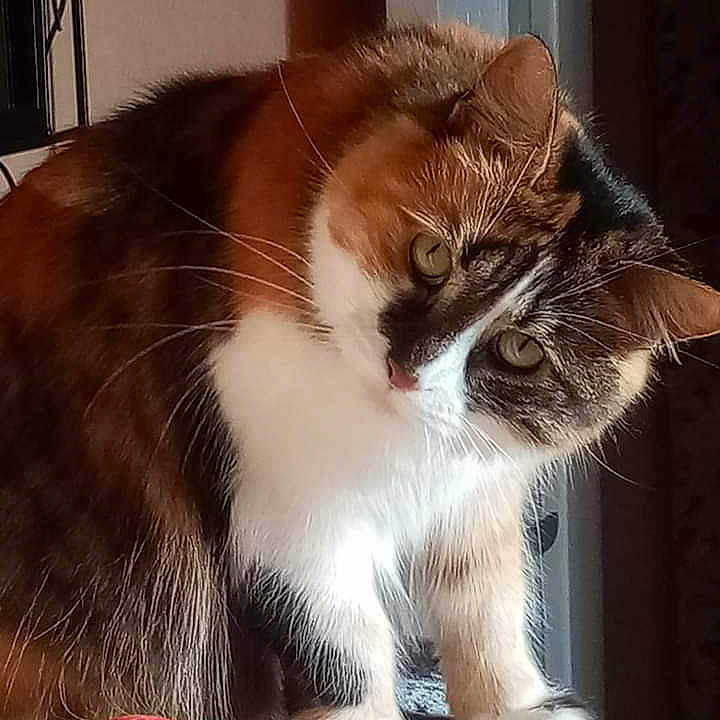 Fibie