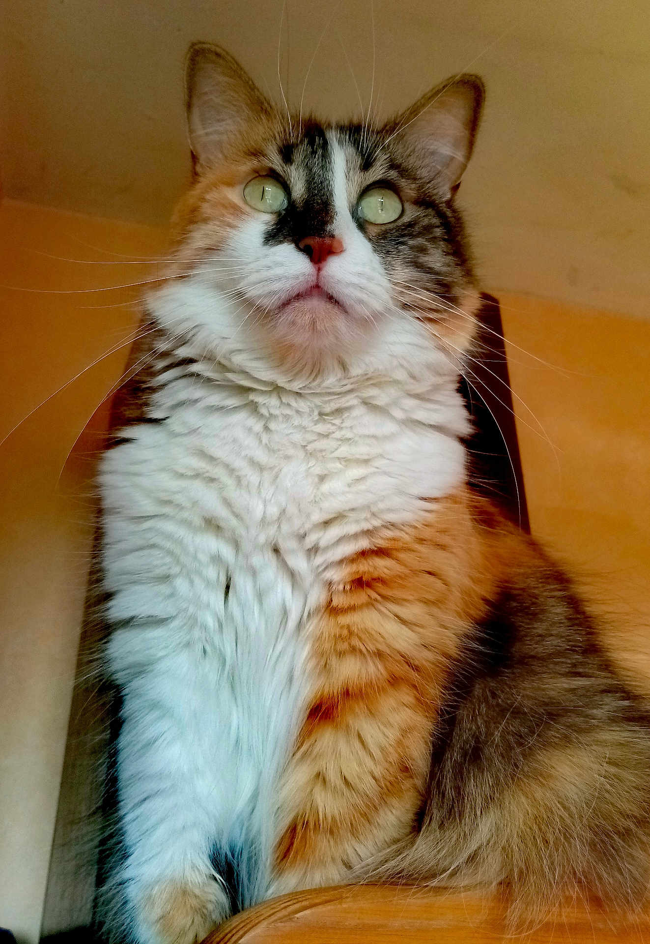 Bichette