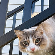 Ollie is registered to the contest to win money with this photo: cat, fluffy, curious, whiskers, green_eyes, staircase, railing, metal, outdoor, pet, animal, close_up, face, pink_nose, fur, daylight, background, window, house, portrait