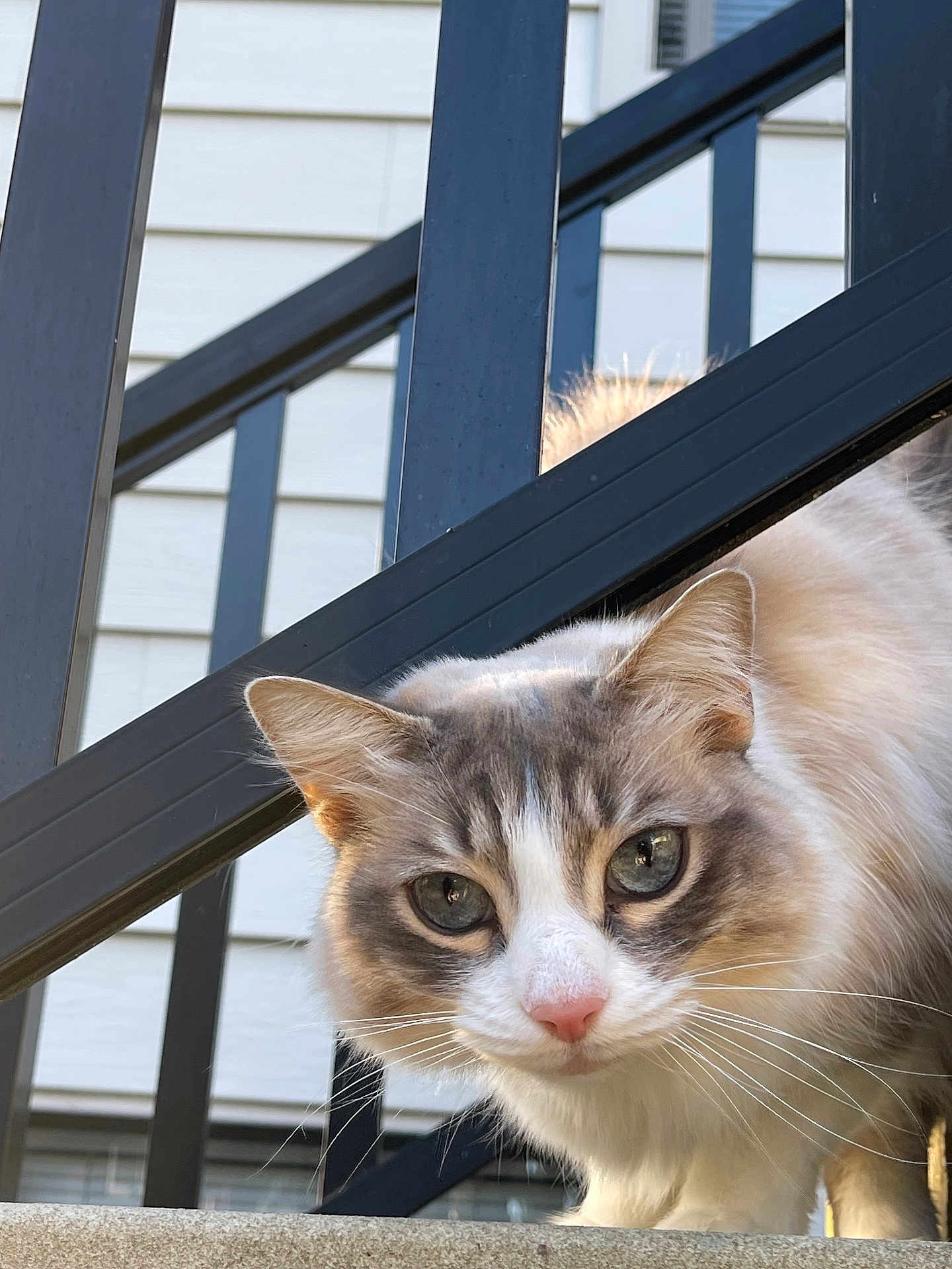 Ollie is registered to the contest to win money with this photo: cat, fluffy, curious, whiskers, green_eyes, staircase, railing, metal, outdoor, pet, animal, close_up, face, pink_nose, fur, daylight, background, window, house, portrait