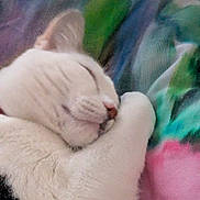 Toast is registered to the contest to win money with this photo: cat, sleeping, white_cat, paw, closeup, feline, fur, cozy, rest, cute, animal, pet, domestic_animal, soft, blanket, colorful, relaxation, indoor, comfort, nap