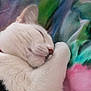 cat, sleeping, white_cat, paw, closeup, feline, fur, cozy, rest, cute, animal, pet, domestic_animal, soft, blanket, colorful, relaxation, indoor, comfort, nap
