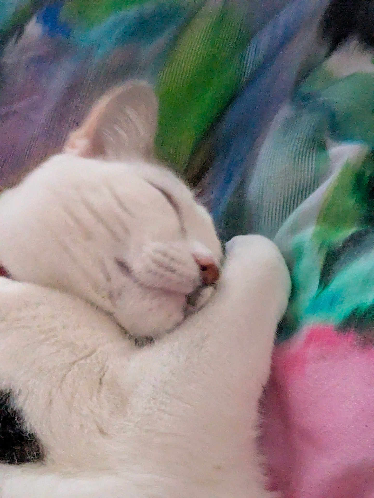 Toast is registered to the contest to win money with this photo: cat, sleeping, white_cat, paw, closeup, feline, fur, cozy, rest, cute, animal, pet, domestic_animal, soft, blanket, colorful, relaxation, indoor, comfort, nap
