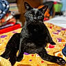 animal, bedroom, black_cat, blanket, cat, closeup, colorful, cozy, cute, domestic, feline, fur, indoor, paw, pet, portrait, relaxed, soft_focus, whiskers, winking