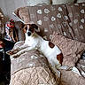 animal, blankets, brown, companion, couch, cozy, cute, dog, domestic, ears, fur, heart_pattern, indoor, living_room, looking, pet, pillows, relaxed, resting, white
