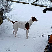 Apollos a rejoint le concours — aidez-le/la à gagner de superbes lots ! animal, brown, canine, cold, curious, daylight, dog, fence, footprints, garden, nature, outdoor, pet, plants, quiet, snow, standing, white, winter, yard