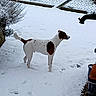 animal, brown, canine, cold, curious, daylight, dog, fence, footprints, garden, nature, outdoor, pet, plants, quiet, snow, standing, white, winter, yard
