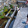 brown_and_white, curious, dog, exploration, footwear, greenery, leash, moss, nature, outdoor, person, pet, plant, rustic, slippers, stone_floor, stone_wall, trough, water, water_flow